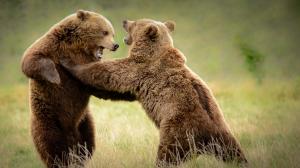 Two bears playful in grass wallpaper thumb