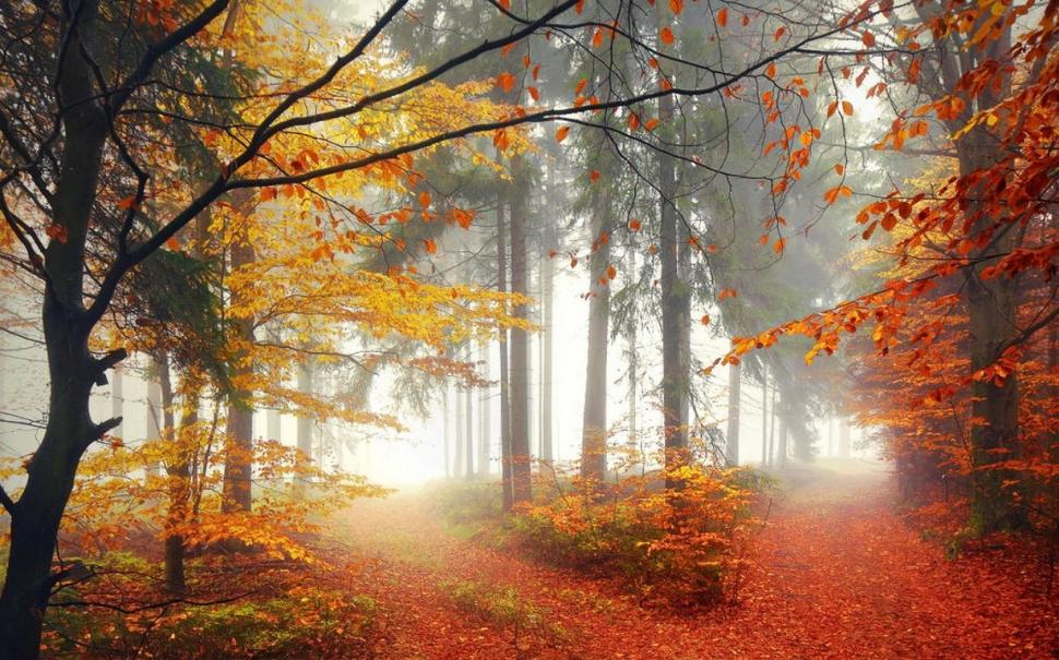 Nature, Forest, Trees, Fall, Mist, Leaves, Path wallpaper,nature wallpaper,forest wallpaper,trees wallpaper,fall wallpaper,mist wallpaper,leaves wallpaper,path wallpaper,1230x768 wallpaper