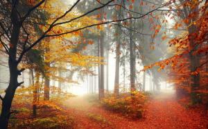 Nature, Forest, Trees, Fall, Mist, Leaves, Path wallpaper thumb