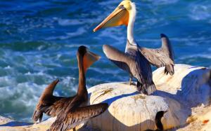 Pelicans on the rock wallpaper thumb