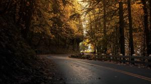 Yellow Leaves Forest Road wallpaper thumb