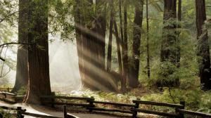 Tree Forest Sunlight Muir Woods HD wallpaper thumb