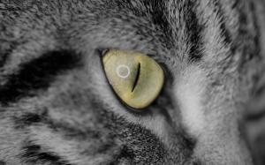 Cat Macro Eye HD wallpaper thumb