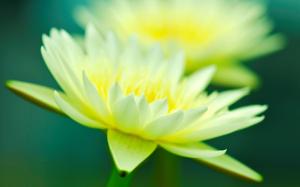 Green yellow petals, water lily close-up, bokeh wallpaper thumb