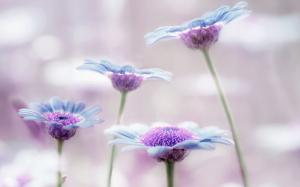 Little flowers, blue, purple wallpaper thumb