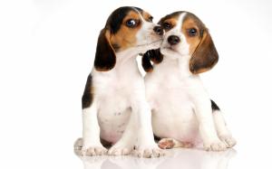 Beagles In Love wallpaper thumb