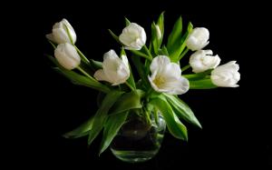 Vase, white tulip flowers, black background wallpaper thumb