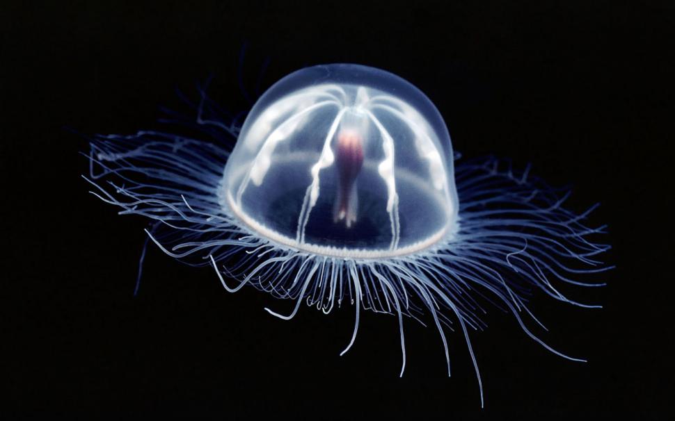 Deep Sea Jellyfish HD wallpaper,animals wallpaper,sea wallpaper,jellyfish wallpaper,deep wallpaper,1280x800 wallpaper