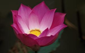 Pink lotus flower macro, blur background wallpaper thumb