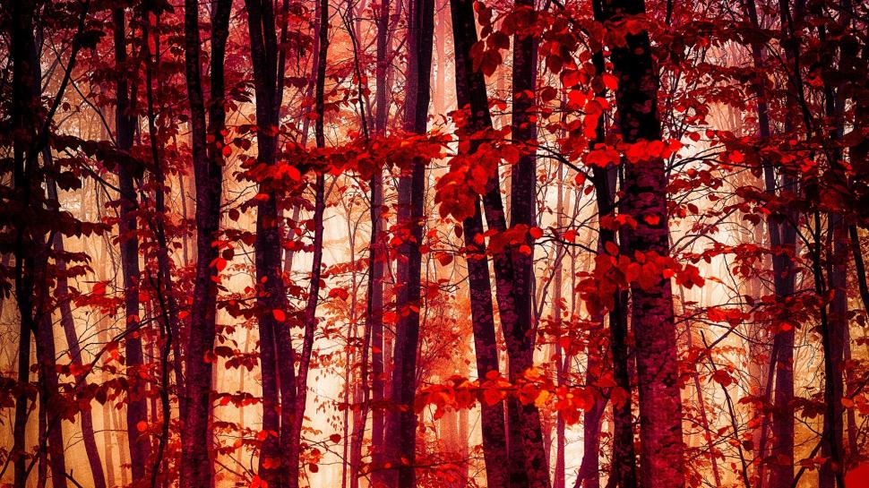 Forest, trees, red leaves, autumn wallpaper,Forest HD wallpaper,Trees HD wallpaper,Red HD wallpaper,Leaves HD wallpaper,Autumn HD wallpaper,1920x1080 wallpaper