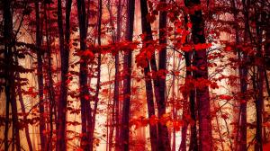 Forest, trees, red leaves, autumn wallpaper thumb