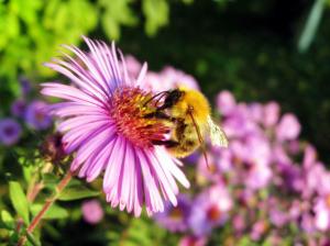 Honey Bee wallpaper thumb