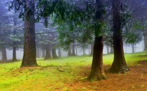 Nature scenery, forest, trees, morning, mist, fog wallpaper thumb