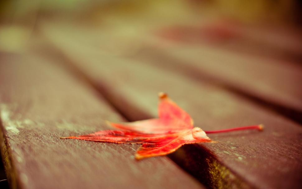 Red Leaf On Wood Deck wallpaper,Autumn HD wallpaper,2560x1600 wallpaper