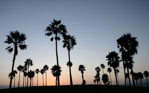 Sunset Palm Trees Silhouette HD wallpaper thumb