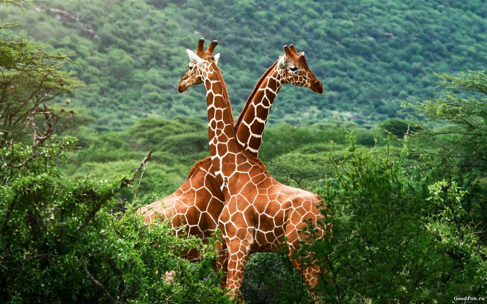 Giraffe HD wallpaper,animals HD wallpaper,giraffe HD wallpaper,1920x1200 wallpaper