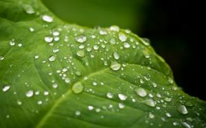 Water Drops Macro Leaf HD wallpaper thumb