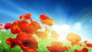Red poppies flowers, sunlight, blue sky wallpaper thumb