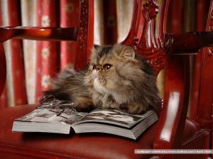 reading... animal cat feline kitten Pet read HD wallpaper thumb