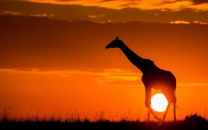 Sunset, giraffe, sunshine, dusk, sketch, Africa wallpaper thumb