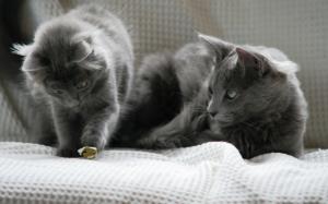 Beautiful Pair of Nebelung Cats wallpaper thumb