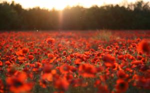 Red poppies, flowers field, sun rays wallpaper thumb