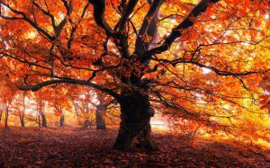 Landscape, Nature, Trees, Forest, Leaves, Mist, Morning, Fall, Orange wallpaper thumb