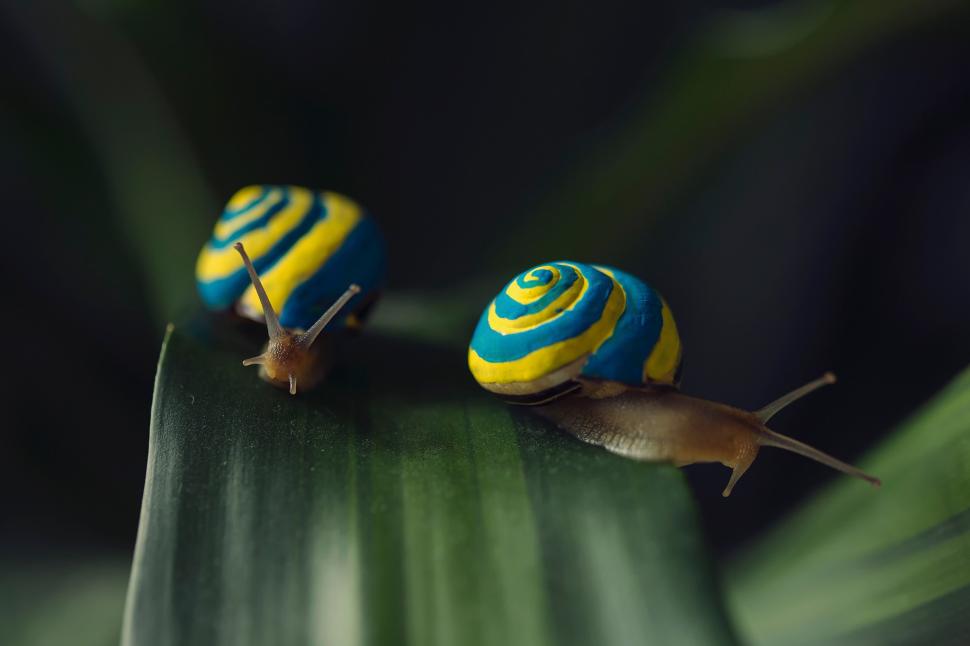 Snails on leaf wallpaper,snails HD wallpaper,Macro HD wallpaper,leaf HD wallpaper,2048x1365 wallpaper