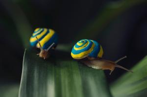 Snails on leaf wallpaper thumb