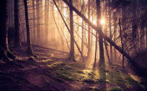 Forest, pine trees, sun rays wallpaper thumb