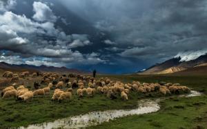 Prairie, river, field, sheep wallpaper thumb