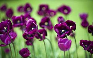 Beautiful purple tulip flowers, green background wallpaper thumb