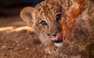 Cute liger, kitten, tongue, eyes, face wallpaper thumb