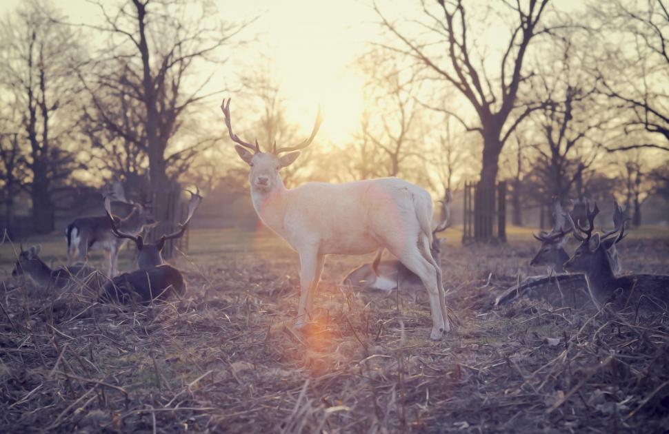 Trees, animal, photography, sunset, deers, forest, nature wallpaper,trees HD wallpaper,animal HD wallpaper,nature HD wallpaper,sunset HD wallpaper,deers HD wallpaper,forest HD wallpaper,4000x2600 wallpaper