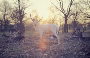 trees, animal, photography, sunset, deers, forest, nature wallpaper thumb