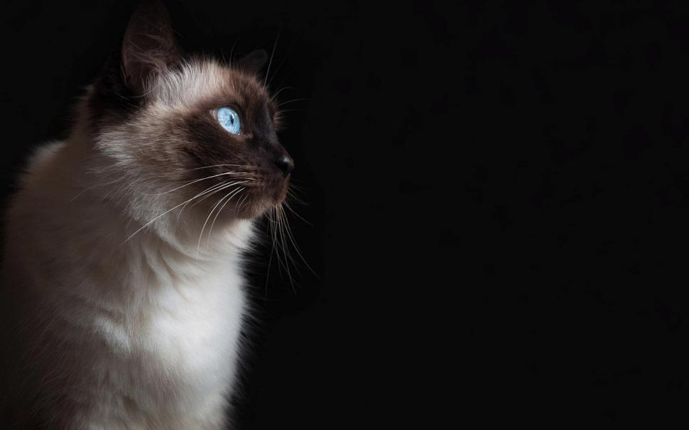 Cat with blue eyes wallpaper,animals HD wallpaper,1920x1200 HD wallpaper,1920x1200 wallpaper
