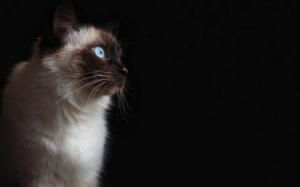 Cat with blue eyes wallpaper thumb