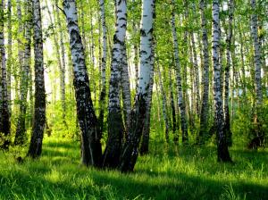 Birch grove, summer, forest wallpaper thumb
