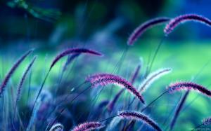 Purple Grass wallpaper thumb