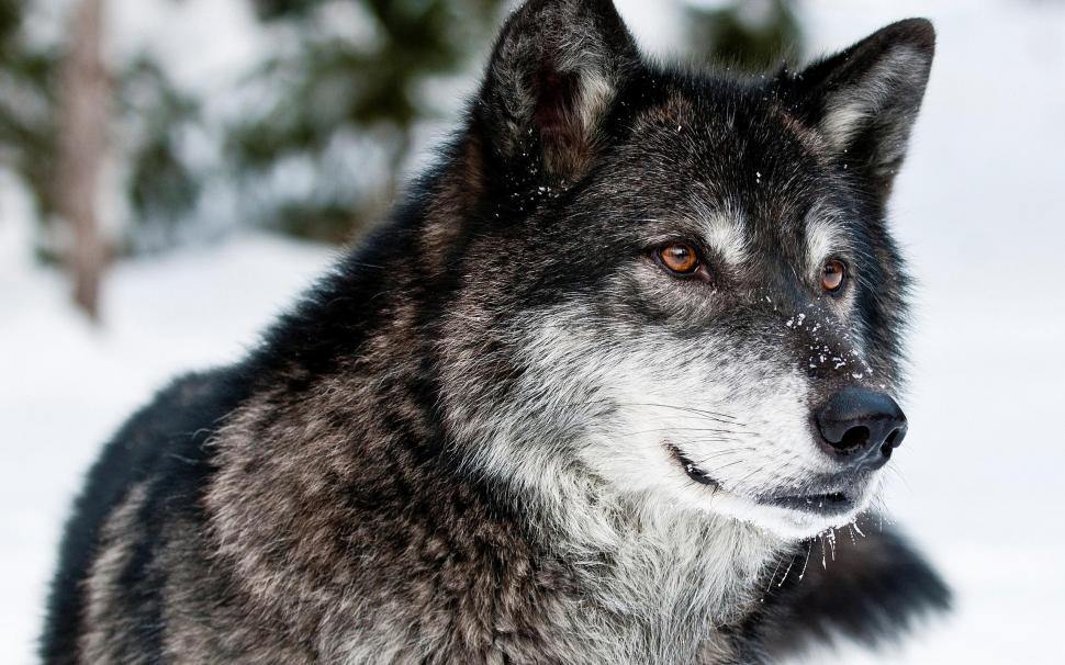 Wolf Predator Wolf In Winter wallpaper,wolf HD wallpaper,predator HD wallpaper,winter HD wallpaper,animals HD wallpaper,2560x1600 wallpaper