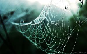 Spider web wallpaper thumb