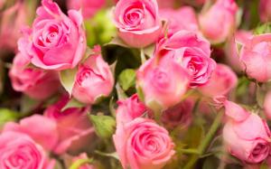 Pink roses, flowers close-up wallpaper thumb
