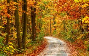 Autumn Forest Landscape Road wallpaper thumb