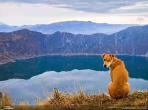 Dog Lake Reflection Mountains HD wallpaper thumb
