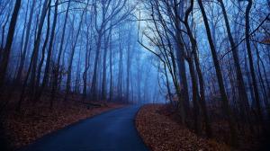 Forest trees, autumn morning, dawn, blue, fog, leaves, road wallpaper thumb