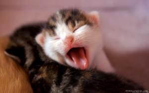 Yawning Kitten wallpaper thumb