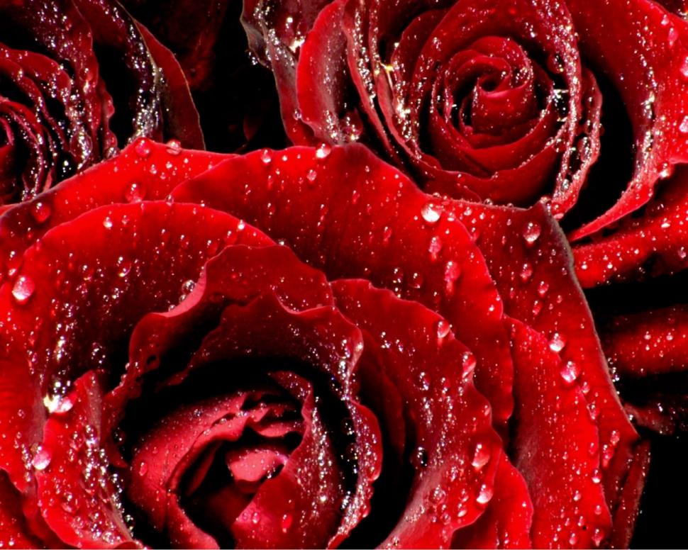 Red Roses 6 HD wallpaper,flowers wallpaper,red wallpaper,roses wallpaper,6 wallpaper,1280x1024 wallpaper