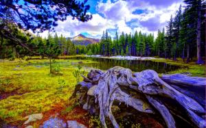 Pine Forest Pond wallpaper thumb