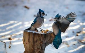 Two birds, blue feathers, wings, stump wallpaper thumb