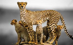 Cheetah family wallpaper thumb